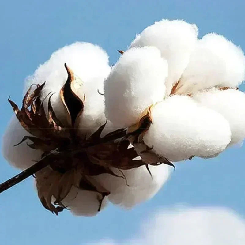 Rip Curl JV Summer Artist of The Search Cody Welsh Tee Rip Curl Men T-shirts Y2k Short Sleeve Street Hip Hop High Quality Male Clothes